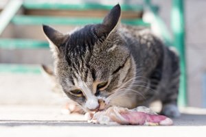 Futterberatung für Katzen und Hunde